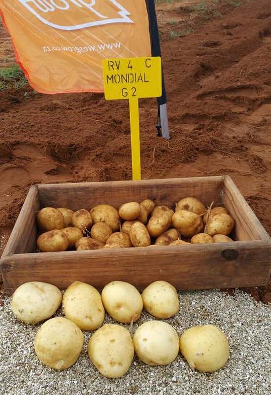 HZPC's Mondial Potato Variety is regarded as one of the finest in the South African market. The Mondial potato variety grown by Wesgrow in South Africa is seen here in a presentation by Wesgrow
(Courtesy: Wesgrow Seed Potatoes / Facebook)