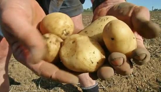 Trade restrictions in place resulting from the tomato potato psyllid outbreak in Western Australia may force WA seed potato growers to leave the industry (Courtesy:Anthony Pancia)