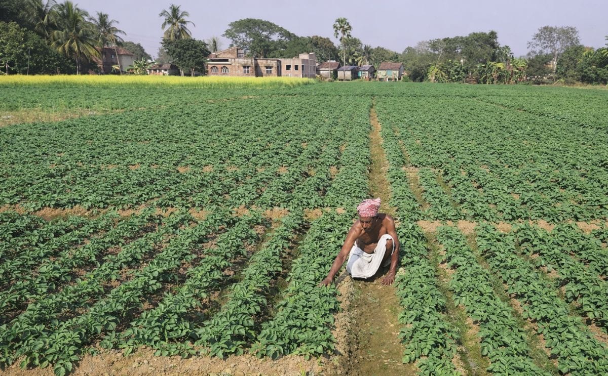 The potato production in West Bengal is expected to drop from last year’s 11 million tonne to 8-10 million tonnes in 2018, but is unlikely to impact the price, officials said.