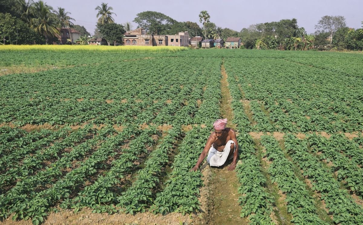 West Bengal potato production to drop in 2018 West Bengal potato production to drop in 2018