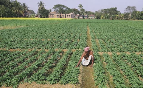The potato production in West Bengal is expected to drop from last year’s 11 million tonne to 8-10 million tonnes in 2018, but is unlikely to impact the price, officials said. The potato production in West Bengal is expected to drop from last year’s 11 million tonne to 8-10 million tonnes in 2018, but is unlikely to impact the price, officials said.