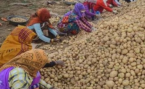 The potato crop in some of the districts such as Bankura and West Midnapore were affected by the late blight disease