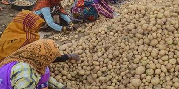 West-Bengal potato farmers make a killing as weather turns bad