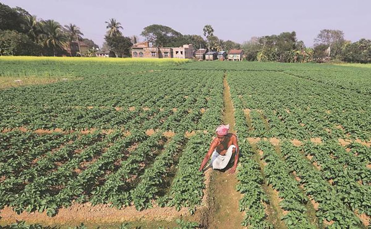 West Bengal potato production to drop in 2018 West Bengal potato production to drop in 2018