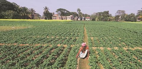 West Bengal potato production to drop in 2018
