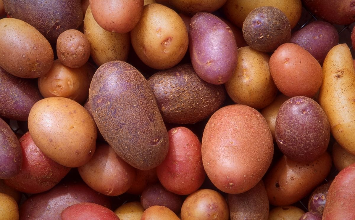 Potato Industry Western Australia to be deregulated from July; Potato Marketing Corporation abolished Potato Industry Western Australia to be deregulated from July; Potato Marketing Corporation abolished