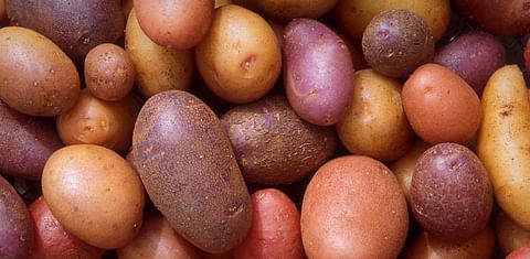 Potato Industry Western Australia to be deregulated from July; Potato Marketing Corporation abolished
