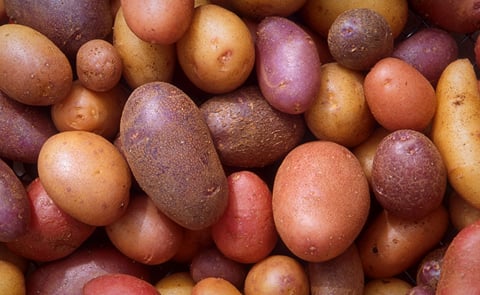 Western Australia Potato Growers are expected to focus on gourmet and seed potatoes, which in unregulated markets offer higher prices than standard ware lines according to Agriculture and Food Minister Dean Nalder Western Australia Potato Growers are expected to focus on gourmet and seed potatoes, which in unregulated markets offer higher prices than standard ware lines according to Agriculture and Food Minister Dean Nalder