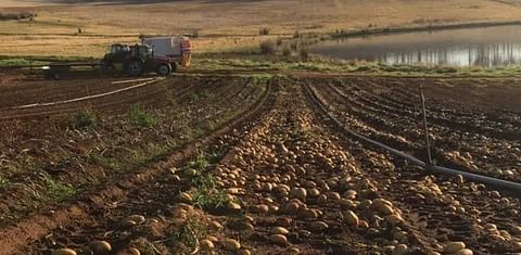 Potato crops left to rot in Western Australia amid flooded market and low prices