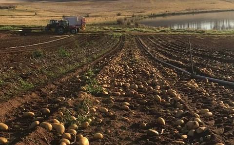 120 tonnes of potatoes at Brett De Campo’s farm in Pemberton have been left to rot, with more to come, because of a market glut. 120 tonnes of potatoes at Brett De Campo’s farm in Pemberton have been left to rot, with more to come, because of a market glut.