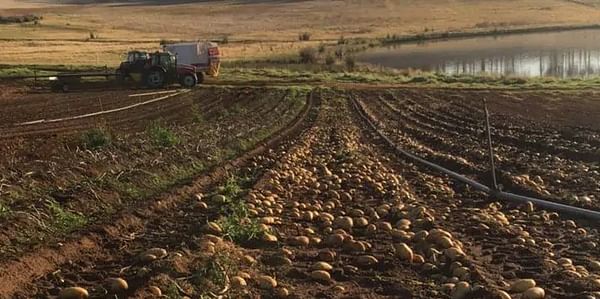 Potato crops left to rot in Western Australia amid flooded market and low prices