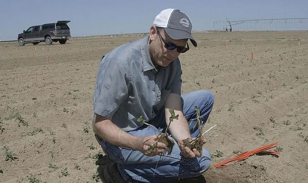 Western Innovator: Potato researcher thrives on questions