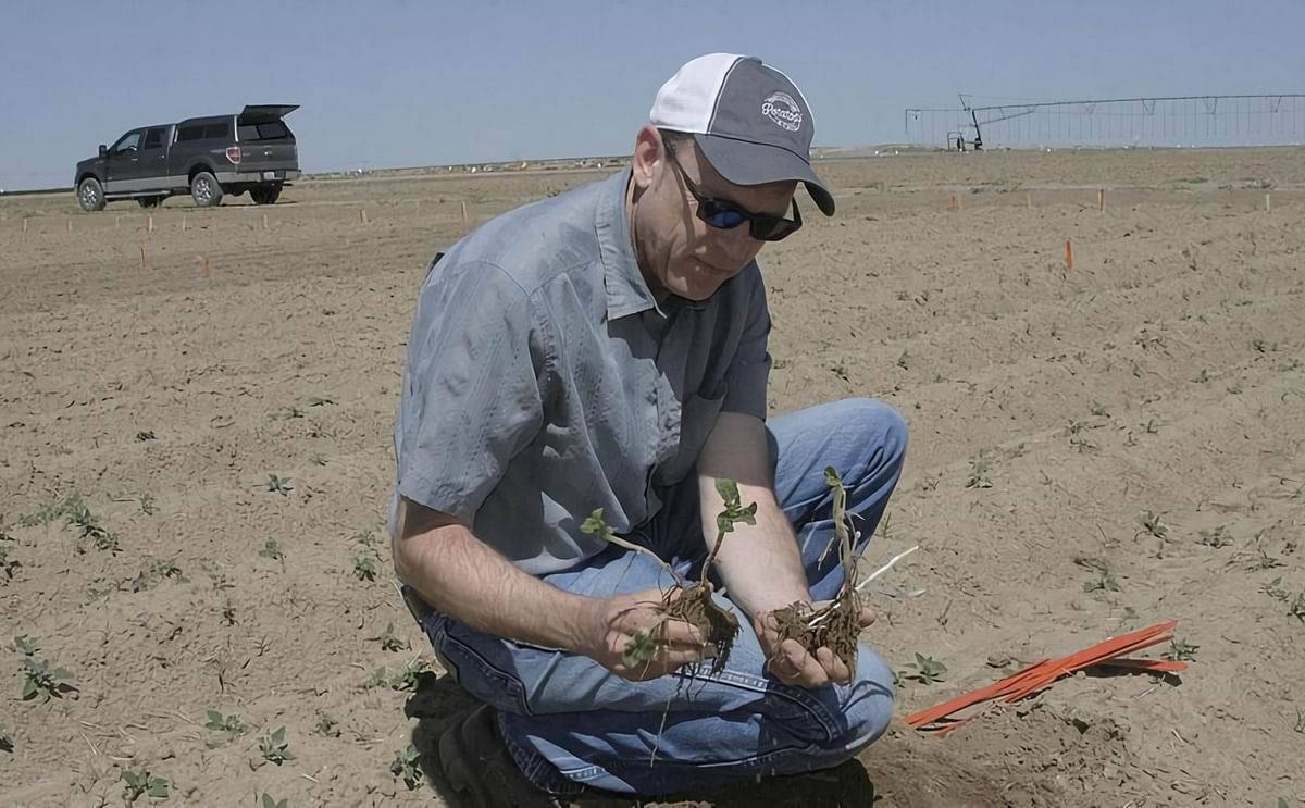 Mark Pavek, professor and potato specialist at Washington State University, at one of the research potato fields in Othello. (Courtesy: Matthew Weaver | Capital Press)