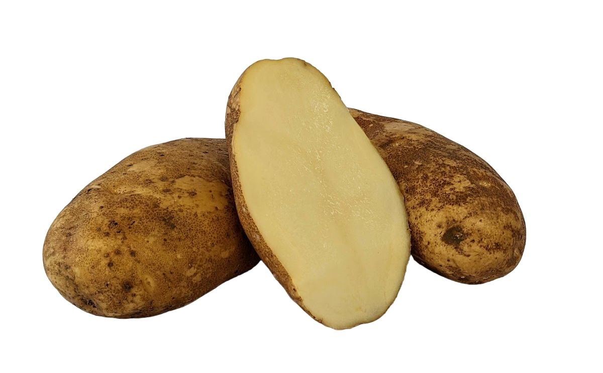 WESTERN RUSSET WESTERN RUSSET