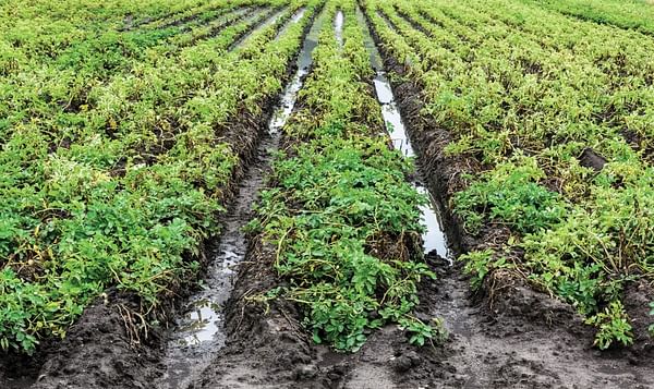 North-western European Potato Growers: Wet summer causes quality issues. Higher production costs and good export of processed potatoes!