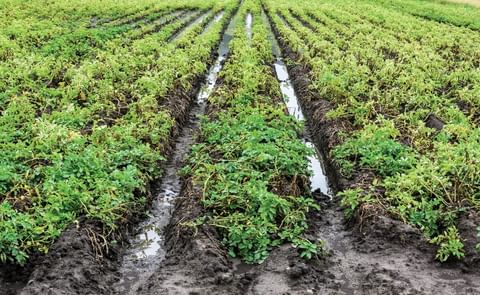 North-western European Potato Growers (NEPG): Wet summer causes quality issues. North-western European Potato Growers (NEPG): Wet summer causes quality issues.