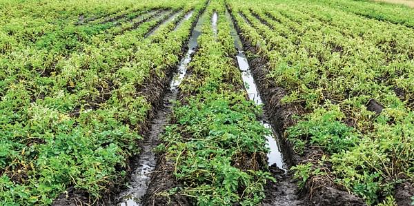 North-western European Potato Growers: Wet summer causes quality issues. Higher production costs and good export of processed potatoes!