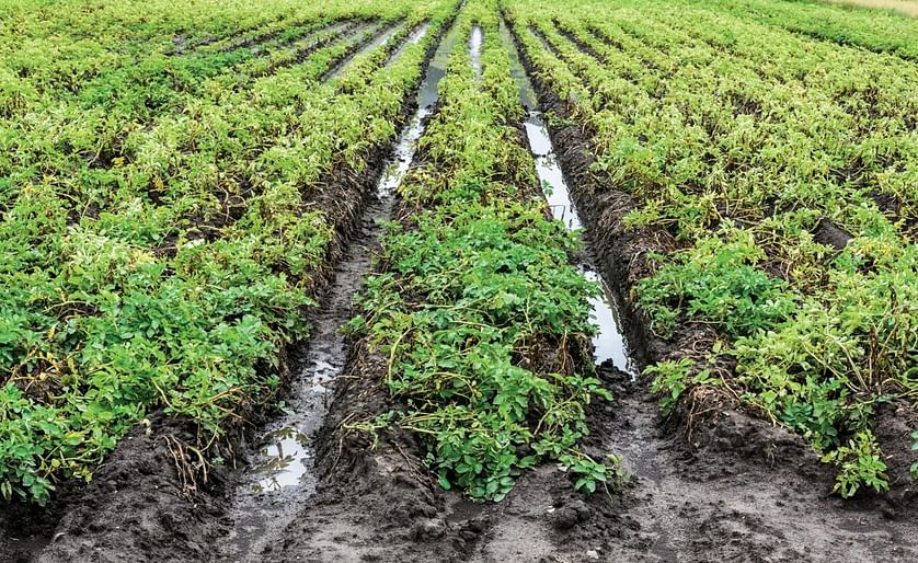 North-western European Potato Growers (NEPG): Wet summer causes quality issues. 