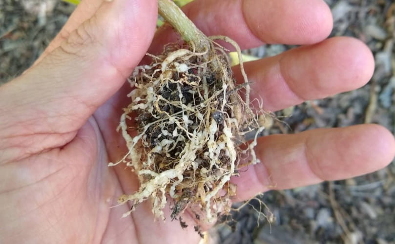 Identifying Potato Rot Nematode Symptoms Identifying Potato Rot Nematode Symptoms
