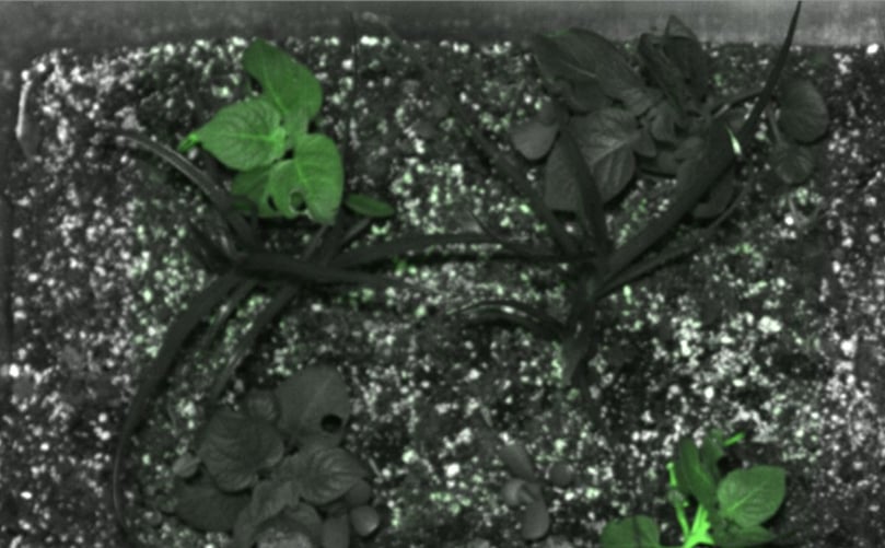 When exposed to gamma radiation, the distinct green glow produced by the newly developed varieties provide rapid and accurate warnings. When exposed to gamma radiation, the distinct green glow produced by the newly developed varieties provide rapid and accurate warnings.