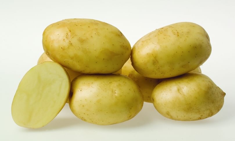 White Star: versatile cream-skinned potato for winter production