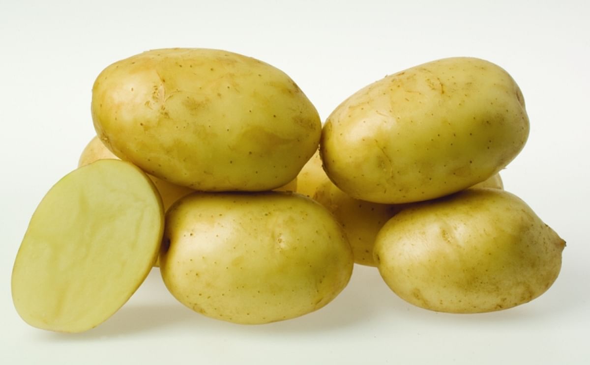 This New Zealand Potato variety is marketed as 'White Beauty' and is cultivar name is ‘Crop39’ 
(Courtesy: The New Zealand Institute for Plant and Food Research Limited)