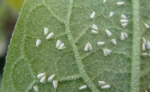 La mosca blanca es el mejor vector de uno de los virus que más afecta a la papa La mosca blanca es el mejor vector de uno de los virus que más afecta a la papa