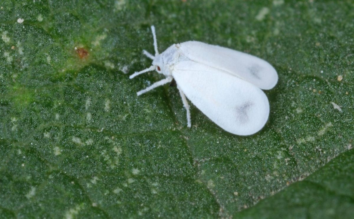 White Fly