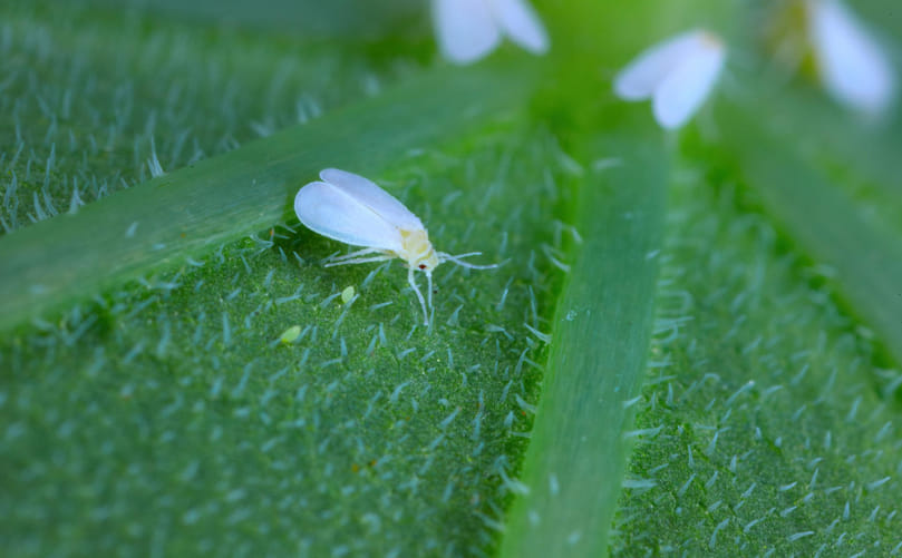 Whiteflies in Potato: An Emerging Threat to Global Potato Production Whiteflies in Potato: An Emerging Threat to Global Potato Production