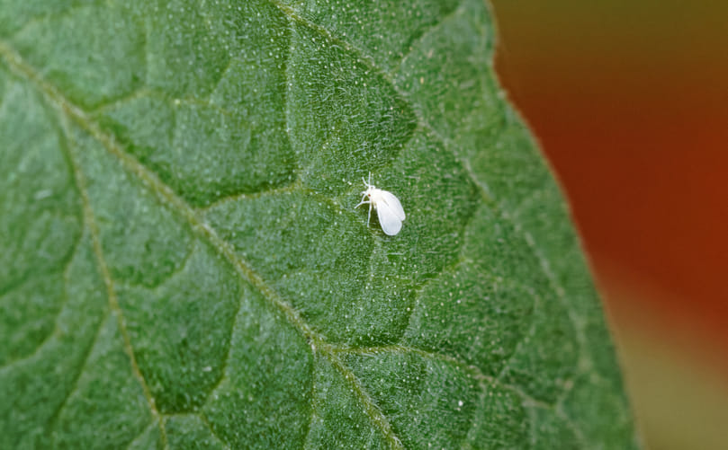 Visual Symptoms and Identification of Whiteflies in Potato Crops Visual Symptoms and Identification of Whiteflies in Potato Crops
