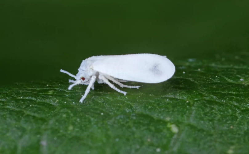 Field Identification of Whiteflies in Potato Crops Field Identification of Whiteflies in Potato Crops
