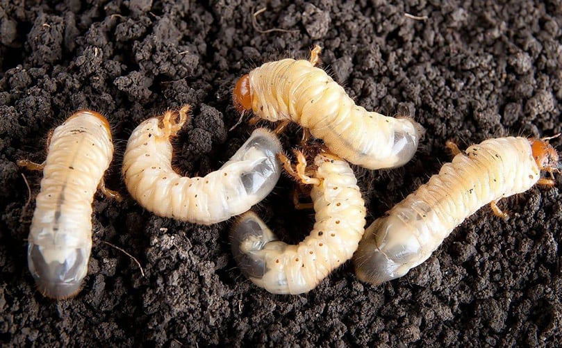 White Grubs: Major Soil-Dwelling Pests of Potato White Grubs: Major Soil-Dwelling Pests of Potato