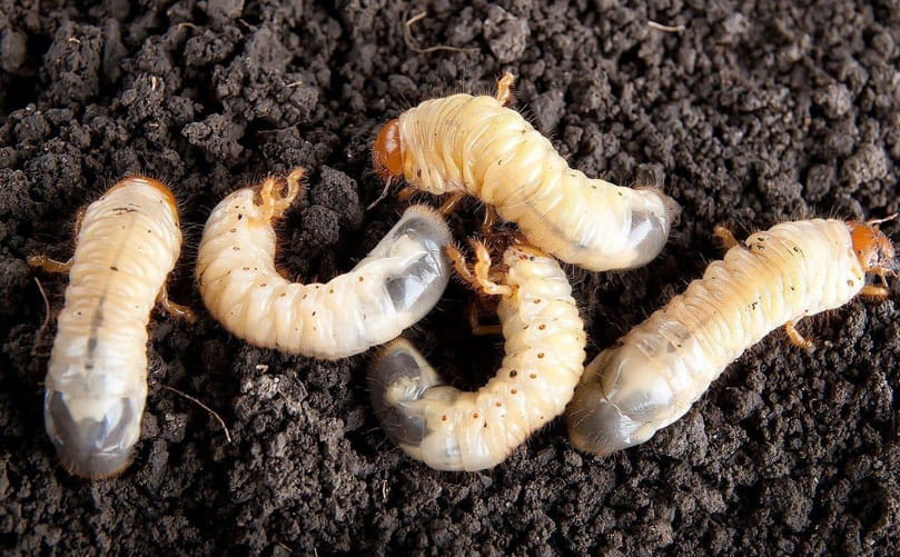 White Grubs: Major Soil-Dwelling Pests of Potato