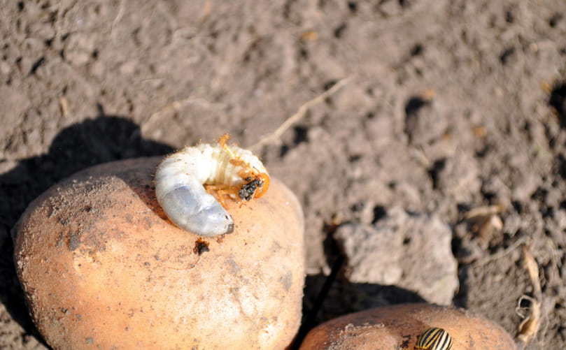 White Grub Larvae Feeding on Potato Tubers