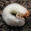 White Grubs
