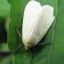 Whiteflies