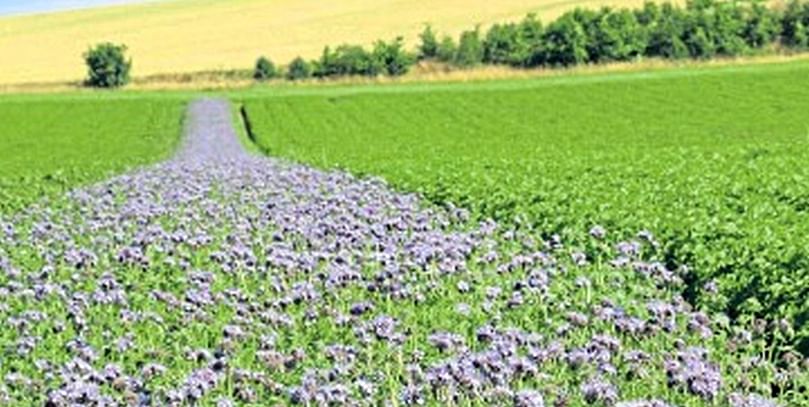 At Milton of Mathers, 3m-wide strips of this mix have been drilled between the tramlines, creating floral food resources and a refuge habitat attractive to hoverflies, lacewings, and ladybirds.