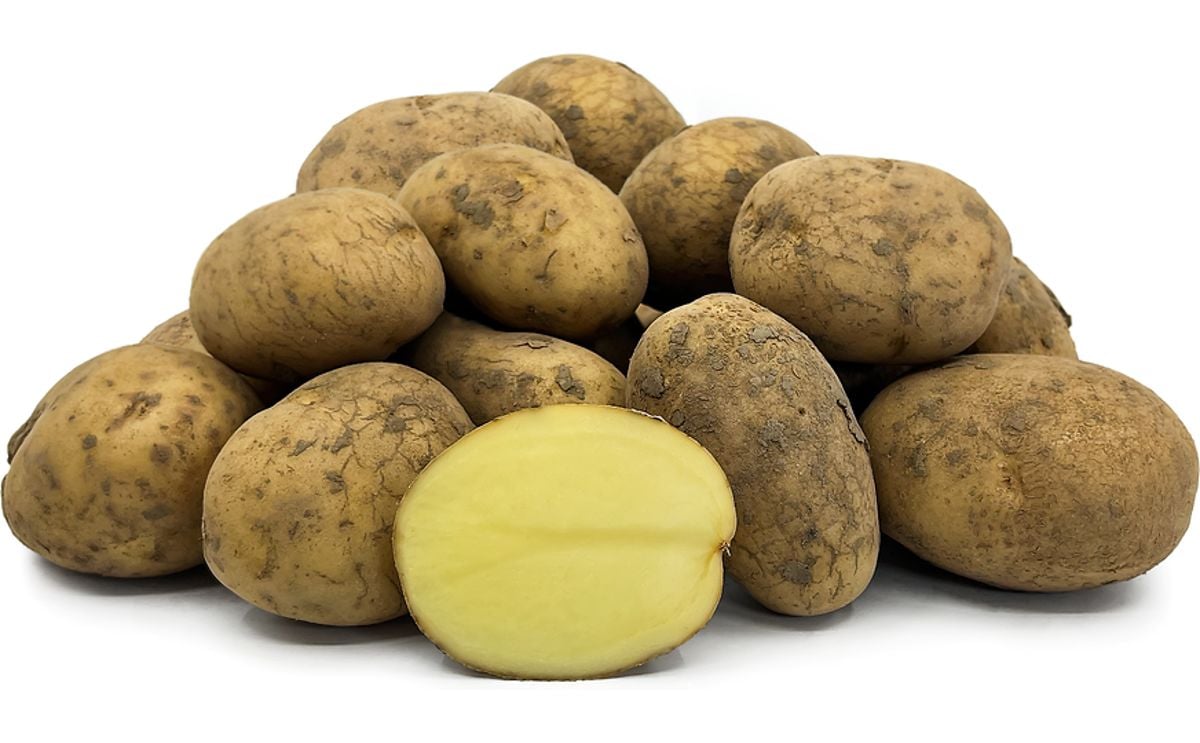 WILJA WILJA