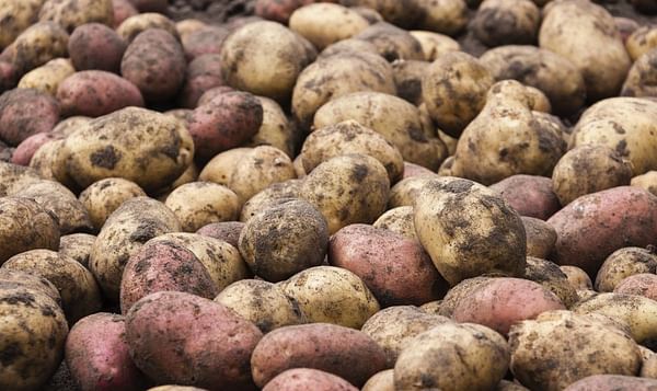 NEPG: Will contract prices be high enough to cover growing potato demand in the future?