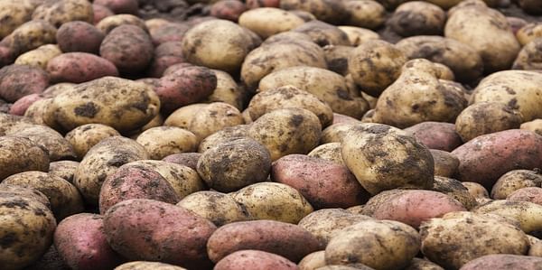 NEPG: Will contract prices be high enough to cover growing potato demand in the future?