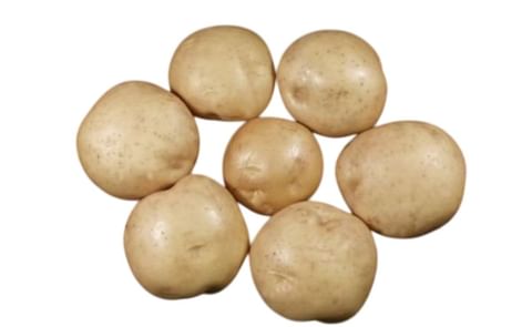 WILLAMETTE WILLAMETTE