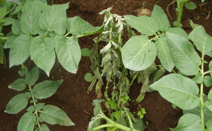 Ralstonia solanacearum infection in potato plants leads to the destruction of the vascular system, ultimately causing severe wilt symptoms. (Credit: Amilcar Sanchez)