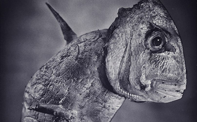 Fish & Chips by William Ropp Fish & Chips by William Ropp