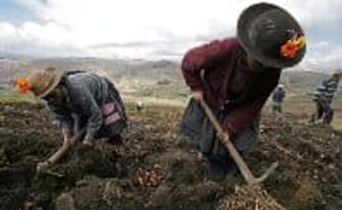 Winners International Year of the Potato Photo contest announced Winners International Year of the Potato Photo contest announced