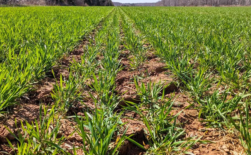 Driving around the Island, there are many more green fields in the fall and early spring, like this one planted with winter wheat in Breadalbane. Courtesy: CBC Driving around the Island, there are many more green fields in the fall and early spring, like this one planted with winter wheat in Breadalbane. Courtesy: CBC