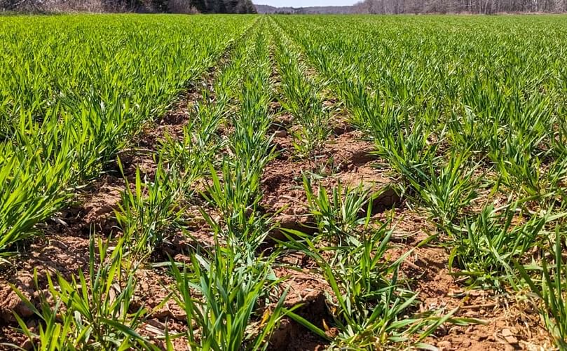 Driving around the Island, there are many more green fields in the fall and early spring, like this one planted with winter wheat in Breadalbane. Courtesy: CBC