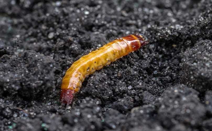 Wireworm Larva Identification: Key Features of Potato Wireworm Larvae Wireworm Larva Identification: Key Features of Potato Wireworm Larvae