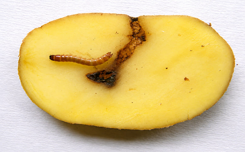 Wireworm Damage in Potato: Direct Tuber Feeding Injury and Indirect Disease Risks Wireworm Damage in Potato: Direct Tuber Feeding Injury and Indirect Disease Risks