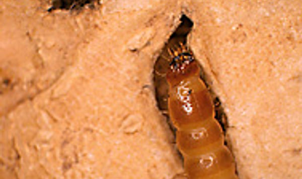 Gusano alimentándose en un tubérculo Gusano alimentándose en un tubérculo