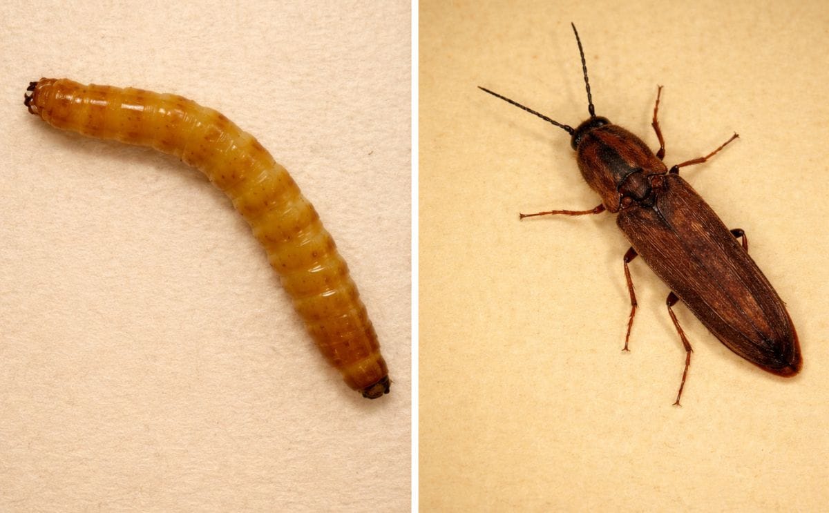 Wireworm (left) are the larval stages of the click beetle (right). Courtesy Agriculture Canada) Wireworm (left) are the larval stages of the click beetle (right). Courtesy Agriculture Canada)